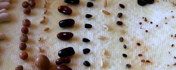 Ateliers « graines et semences »