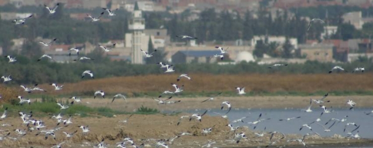 Journée Mondiale des Limicoles à Sebhket Sejoumi (Tunisie)