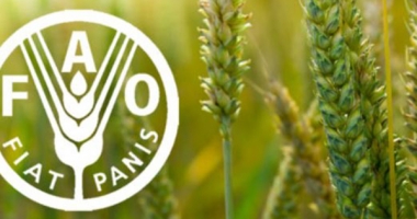 Rapport FAO septembre 2015: Baisse des prix agricoles