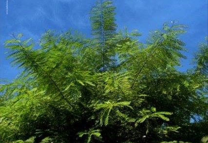 CinéAsile en partenariat avec ATL MST Sida Tunis : Silence