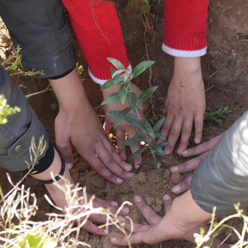 Acacias for All lance un appel à participation aux associations  pour le #1MillionTrees4Tunisia Challenge