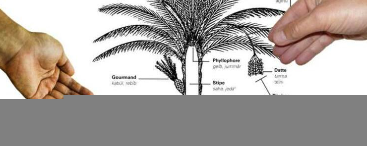 الطرق الجيدة لتسميد النخيل