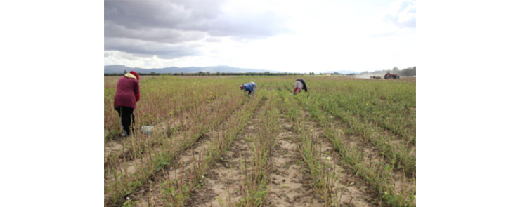 النساء العاملات في القطاع الفلاحي: ركيزة الأمن الغذائي تفقدن حقوقهن الأساسية