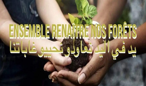 CAMPING TUNISIA – Trees and Camps